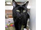 Adopt Million a Domestic Short Hair