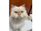 Adopt Franklin a Persian