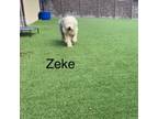 Adopt Zeke 6684 a Old English Sheepdog