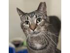 Adopt Lenny a Domestic Short Hair