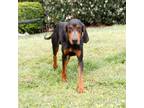 Adopt Sherlock 20465 a Black and Tan Coonhound