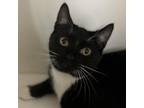 Adopt Armin a Domestic Short Hair