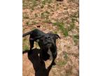 Adopt Bear a Labrador Retriever, Mastiff