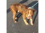 Adopt Brownie a Pit Bull Terrier, Mixed Breed