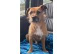 Adopt Archie a Border Terrier