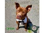 Adopt 24-04-1023 Carlson a Pit Bull Terrier
