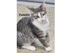 Adopt Tumble bonded to Hollow a Domestic Short Hair