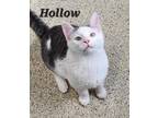 Adopt Hollow bonded to Tumble a Domestic Short Hair