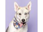 Adopt Matzo a German Shepherd Dog, Siberian Husky