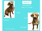 Adopt Marley a Retriever, Hound