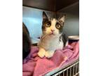 Adopt Theo a Domestic Short Hair