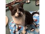 Adopt Mr. Kitty a Domestic Short Hair