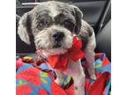 Adopt Battletoad a Shih Tzu