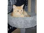 Adopt Simba a Domestic Short Hair