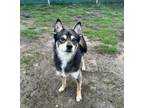 Adopt Fonzy a Pomeranian, Husky