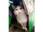 Adopt Pandi / Hazel a Domestic Medium Hair