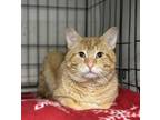 Adopt Evan a Domestic Short Hair