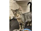 Adopt Noodle a Domestic Short Hair