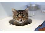 Adopt Louie a Domestic Short Hair