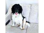 Adopt Beau a Border Collie