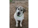 Adopt Barney a Great Pyrenees