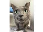 Adopt Midnite a Domestic Short Hair, Russian Blue