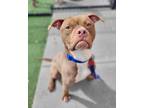 Adopt Soarin' a Pit Bull Terrier