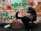 Adopt Sparrow a Jack Russell Terrier