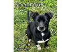 Adopt Sparrow a Jack Russell Terrier