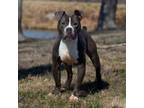 Adopt Saint a Boxer, Pit Bull Terrier