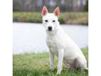 Adopt Zues a Husky, Pit Bull Terrier