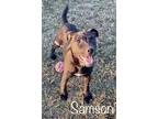 Adopt Samson a Mixed Breed