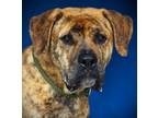Adopt Mike a Great Dane, Mixed Breed