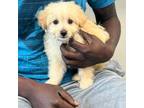 Bichon Frise Puppy for sale in Charlotte, NC, USA