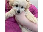 Bichon Frise Puppy for sale in Charlotte, NC, USA