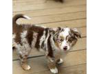 Miniature Australian Shepherd Puppy for sale in Sheridan, AR, USA