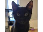 Adopt Captain Jack Harkness a Domestic Short Hair