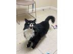 Adopt Spunky a Domestic Medium Hair