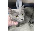 Adopt Lenny a Domestic Short Hair