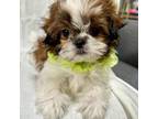 Shih Tzu Puppy for sale in Lebanon, MO, USA