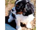 Cavalier King Charles Spaniel Puppy for sale in Anderson, MO, USA