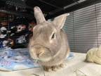 Adopt Seymour a Bunny Rabbit