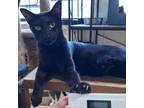 Adopt Azul a Domestic Short Hair