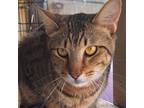 Adopt Oakley a Domestic Short Hair