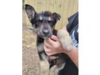 Adopt Eeyore a German Shepherd Dog