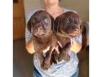 Labrador Retriever Puppy for sale in Wagener, SC, USA