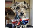 Adopt Fritzy a Wire Fox Terrier, Mixed Breed