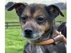 Adopt Jax a Terrier