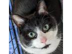 Adopt Jax a Domestic Short Hair