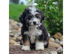 Aussiedoodle Puppy for sale in Berlin, OH, USA